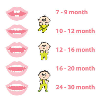 babys-new-teeth