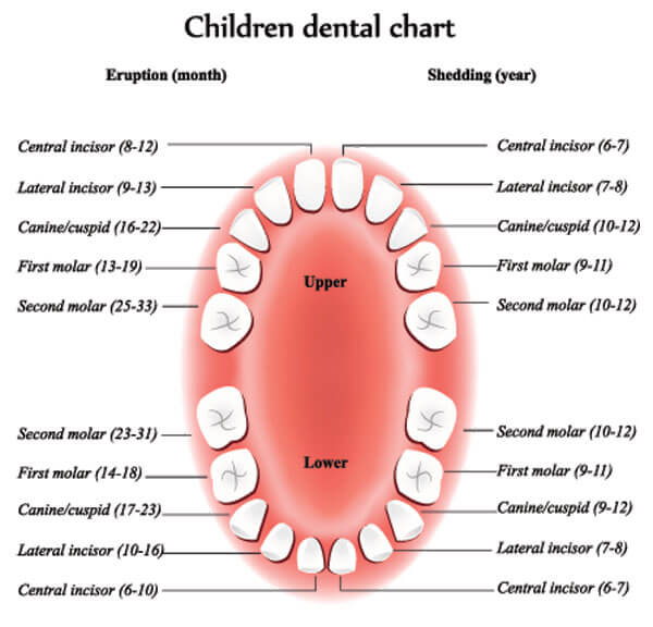 childrens-dental-chart